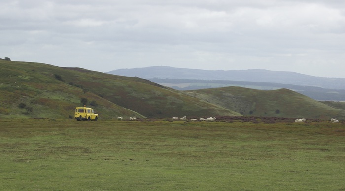 Chasing sheep at the Mynd