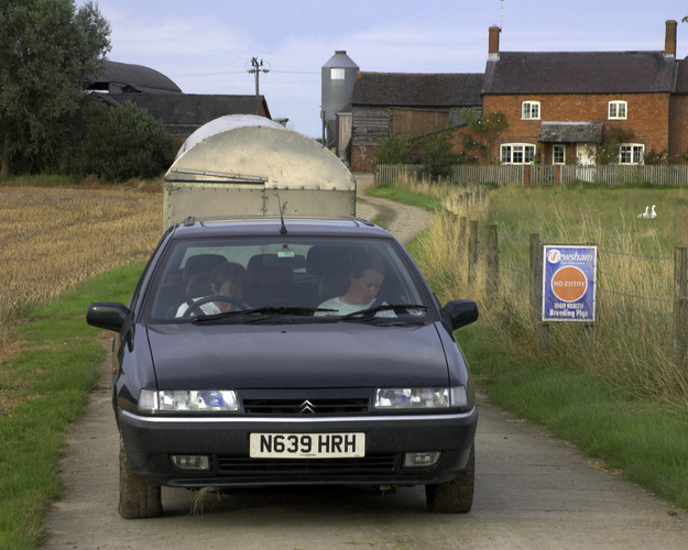 Pig at a pig farm