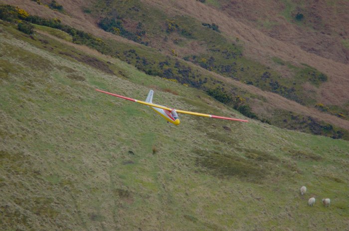 Skylark chasing sheep