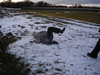 Martin being hit by a snowball