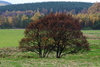 Tree at Feshie