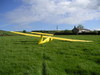 Piglet in a Field after going XC from Bowland Forest